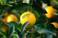 Citric acid has side effects, but it's not all that harmful. (Image via Pexels/Ryan Baker)